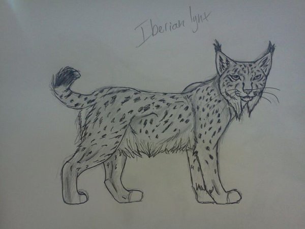 Рысь рисунок легкий