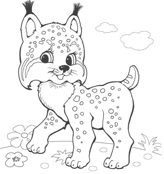 Рысь раскраска