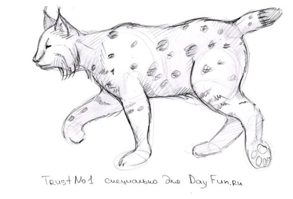 Рисунок рыси для срисовки
