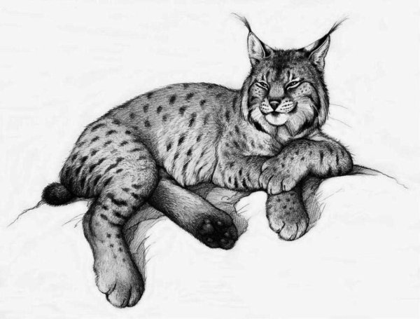Нарисовать Рысь поэтапно