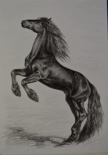 Лошадь карандашом