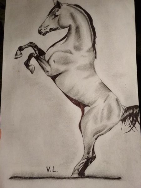 Лошадь на дыбах карандашом срисовка