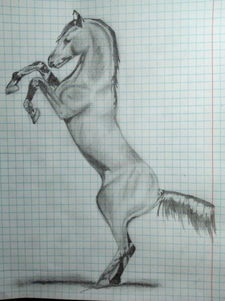 Лошадь на дыбах рисунок