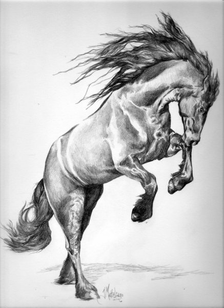 Лошадь на дыбах карандашом