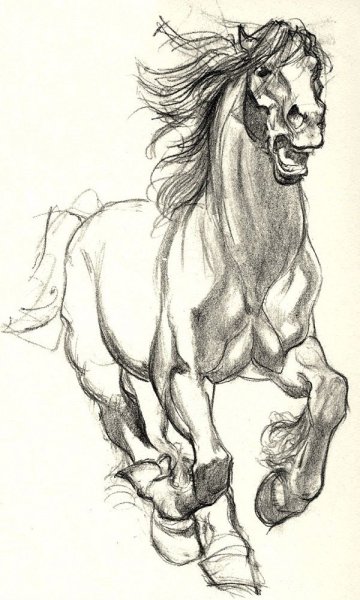 Эскиз лошадь на дыбах