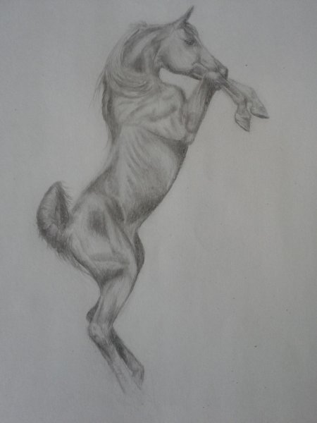 Лошадь рисунок карандашом