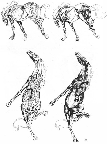 Раскраска лошадь на дыбах