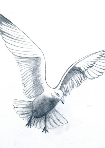 Чайки тату эскиз