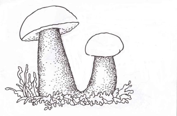 Дубовик шляпочный гриб