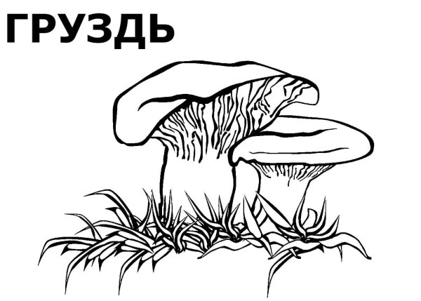 Гриб подберезовик контур