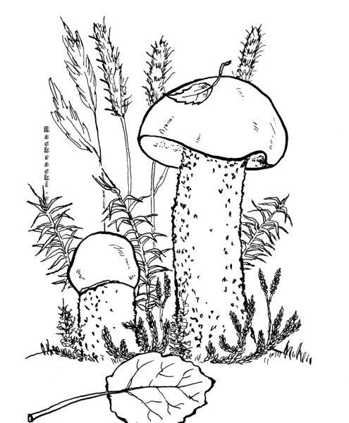 Гриб подберезовик раскраска для детей