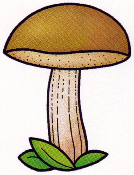 Гриб раскраска