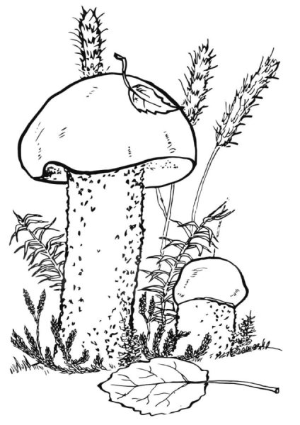 Съедобный гриб подберезовик рисунок