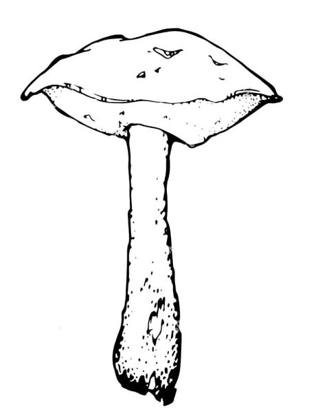 Раскраска гриб моховик