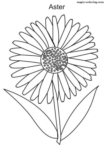 Астра раскраска для детей