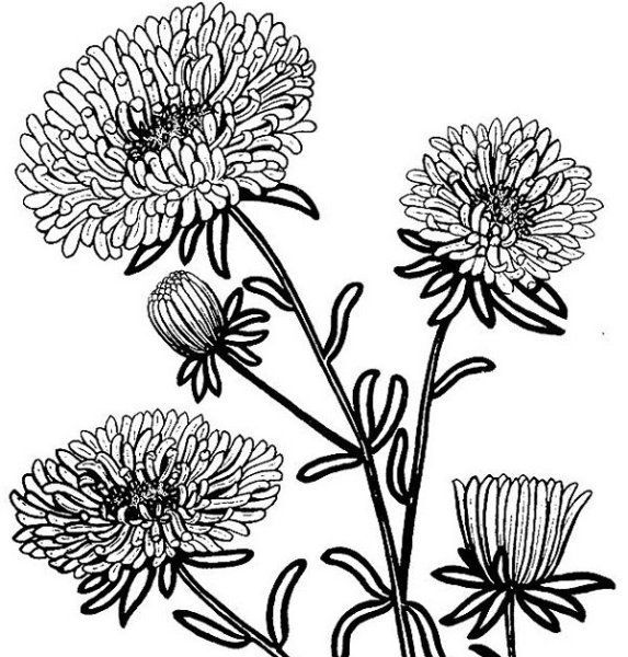 Астра раскраска