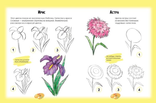 Астра рисунок карандашом