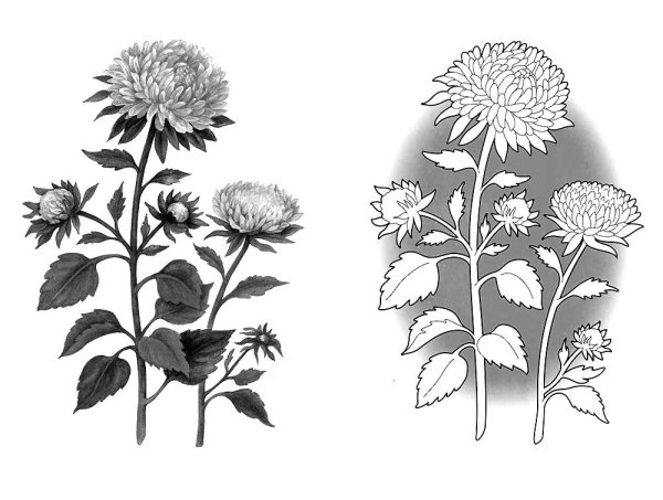 Астры букет раскраска