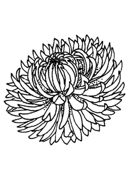 Раскраска Маргаритка цветок