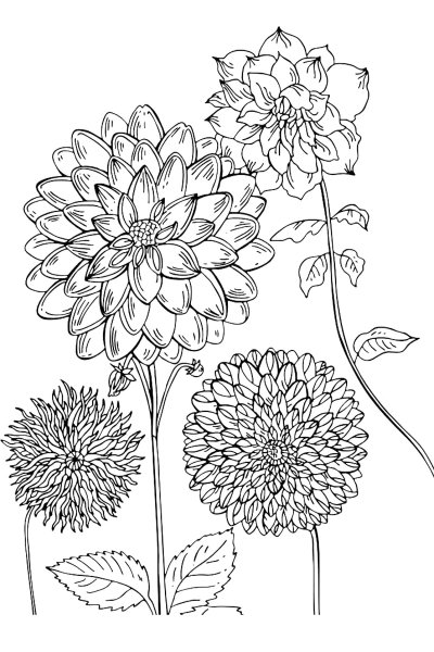 Георгин раскраска