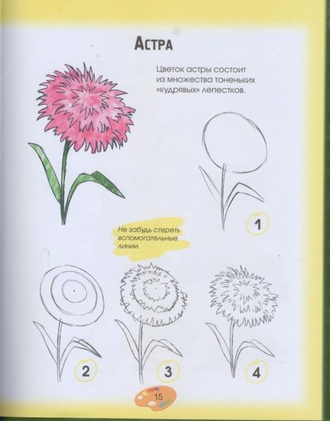 Хризантемы карандашом