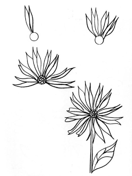 Хризантема Астра бархатцы чб