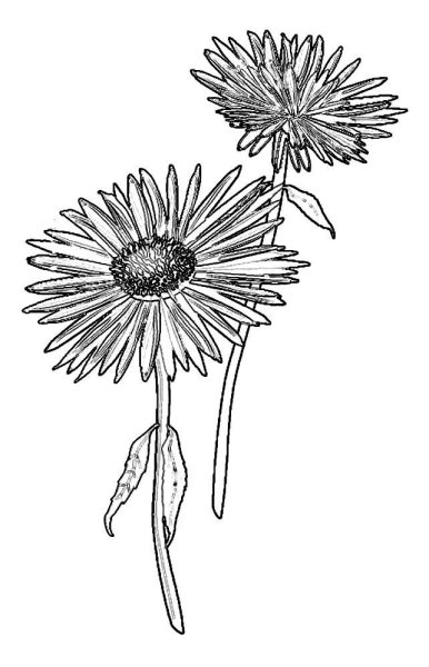 Цветок Астра.