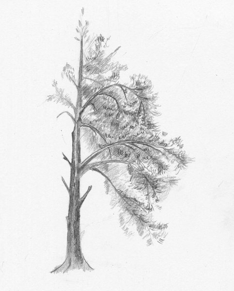 Хвойное дерево карандашом