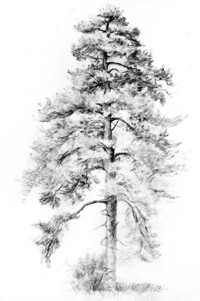Сосна набросок