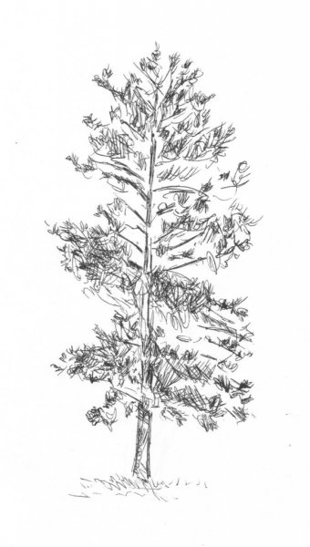 Сосна карандашом