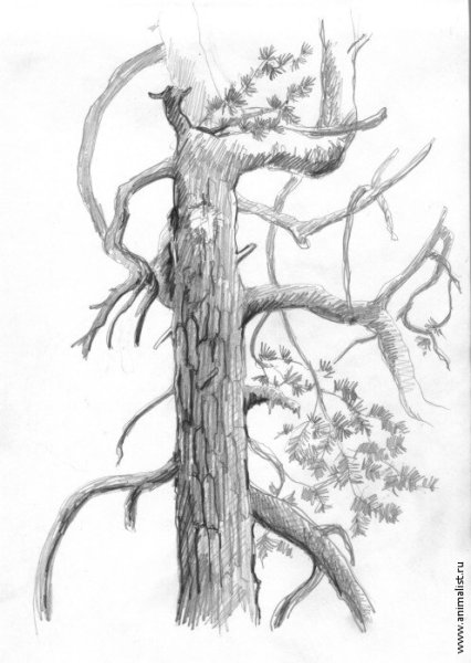 Кора дерева карандашом