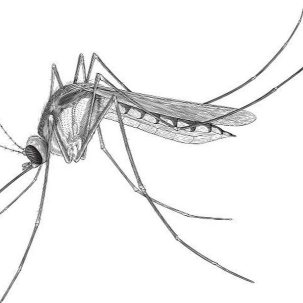 Комар поэтапное рисование