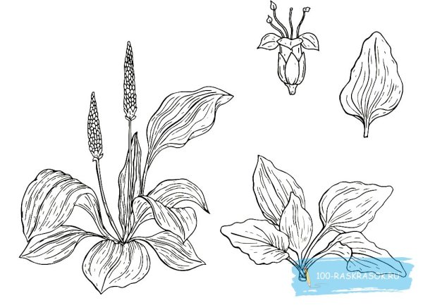 Нарисовать подорожник