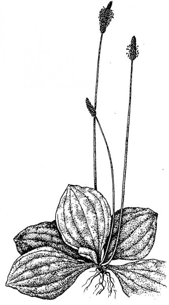 Подорожник средний