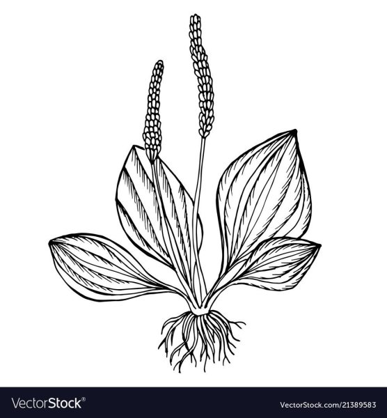 Подорожник раскраска