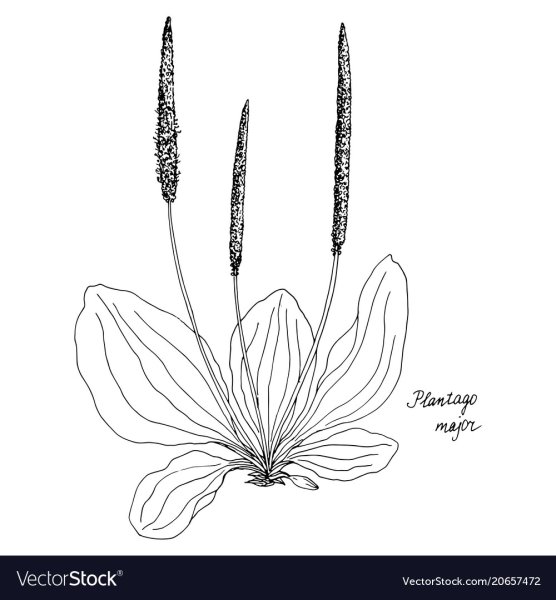 Подорожник скетч