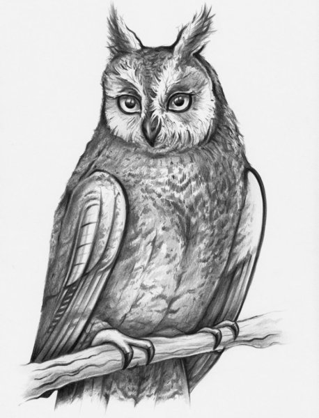 Рисование Совы карандашом