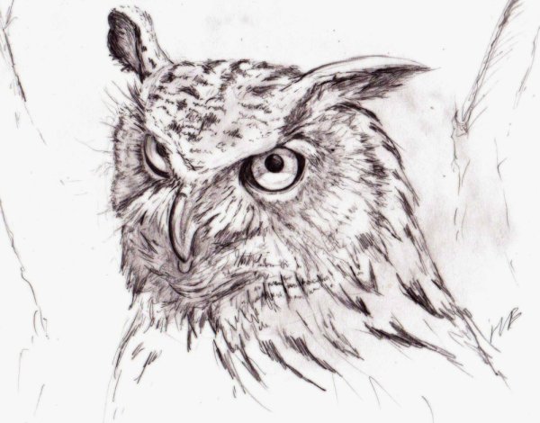 Сова рисунок