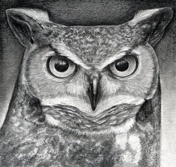 Сова рисунок