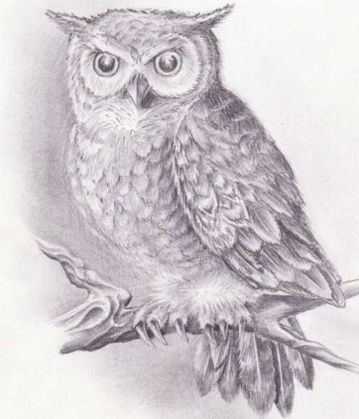 Эскиз Совы карандашом