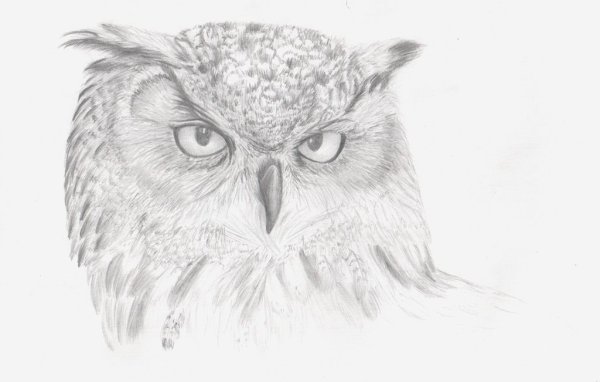 Сова карандашом для срисовки