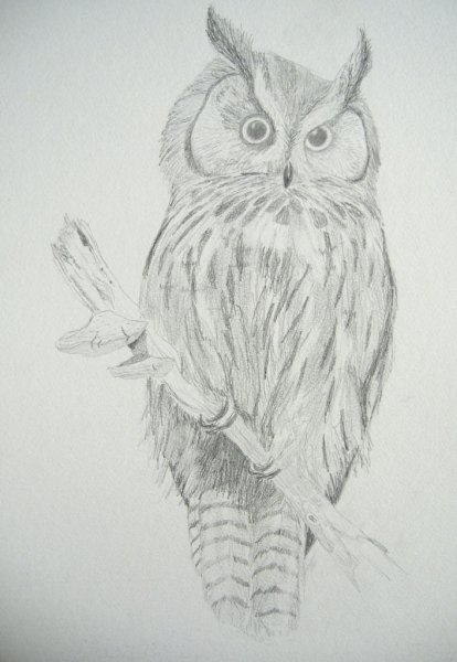 Ова рисунок карандашом