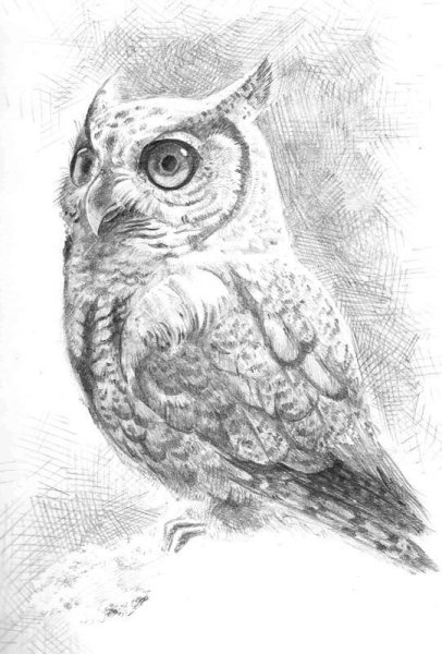 Рисование Совы карандашом
