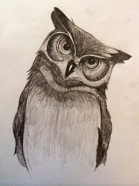 Сова на ветке для срисовки