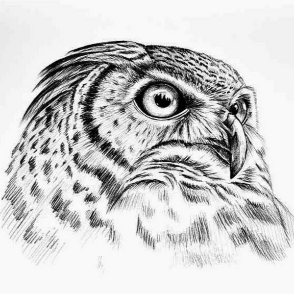 Совушка карандашом