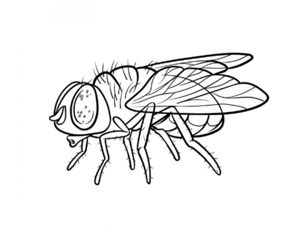 Рисование насекомые