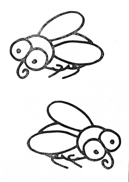 Слепень бычий строение