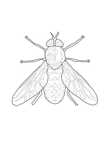 Муха раскраска