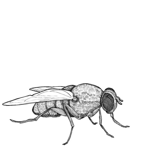 Нарисовать муху для детей