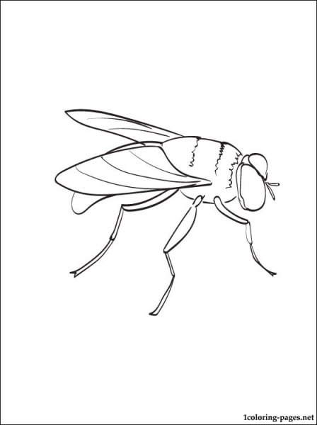 Муха рисунок для детей карандашом